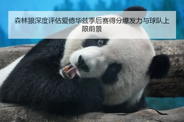 森林狼深度评估爱德华兹季后赛得分爆发力与球队上限前景